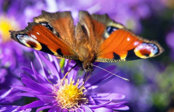 istock Peacock butterfly sitting on blue flower 1362760644