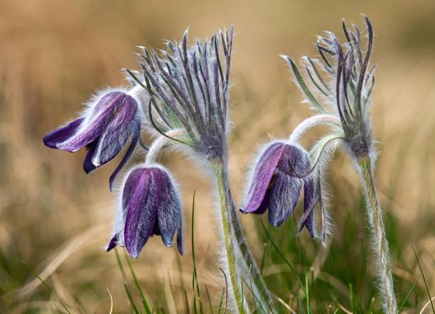 pasque flower or pasqueflower, Pulsatilla pratensis Pasqueflower. Beautiful flower of small pasque flower or pasqueflower on flowering meadow in latin Pulsatilla pratensis pulsatilla pratensis stock pictures, royalty-free photos & images