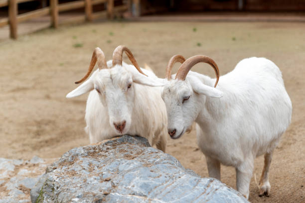 istock white goats on the farm 1362761515