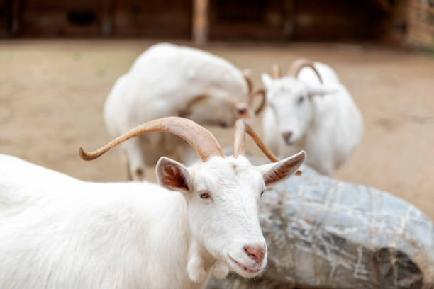istock white goats on the farm 1362761644