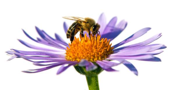 istock bee or honeybee on flower isolated on white 1362761939