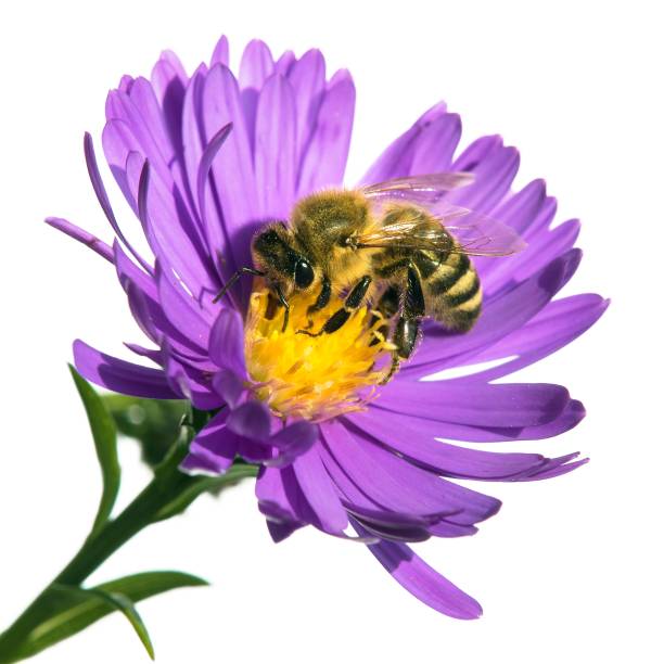 istock bee or honeybee on flower isolated on white 1362763146