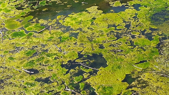 algae, conferva, water, lake, moos