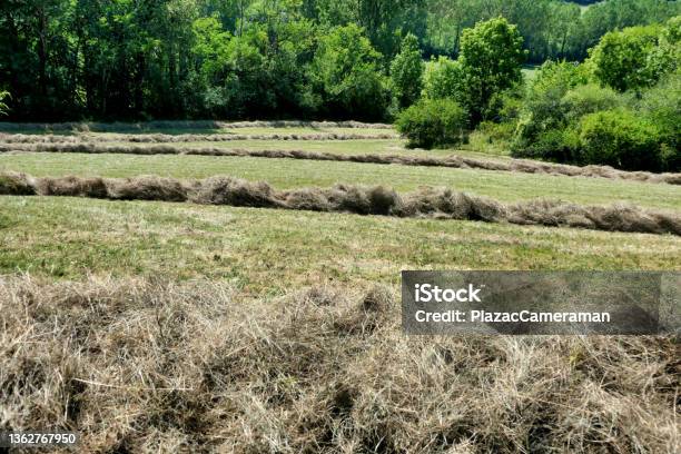 Hay Lines Stock Photo - Download Image Now - Agricultural Activity, Agricultural Field, Agricultural Machinery