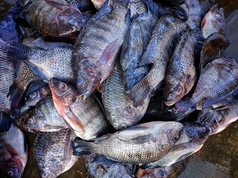 Pile of tilapia fish in fish market for sale