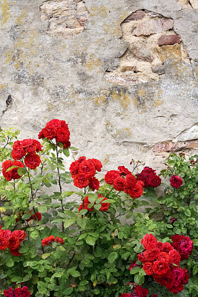 istock Red roses against an old wall 136276969