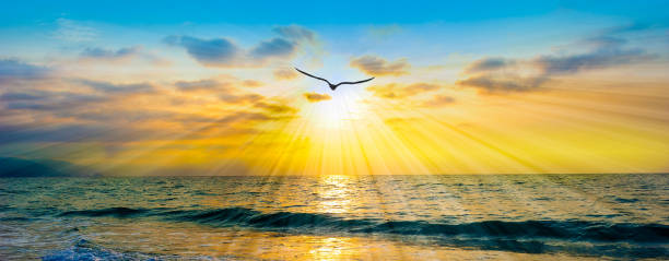 istock Sunset Ocean Bird Silhouette Inspiration Banner 1362770657