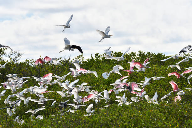 istock Flock of birds 1362770822