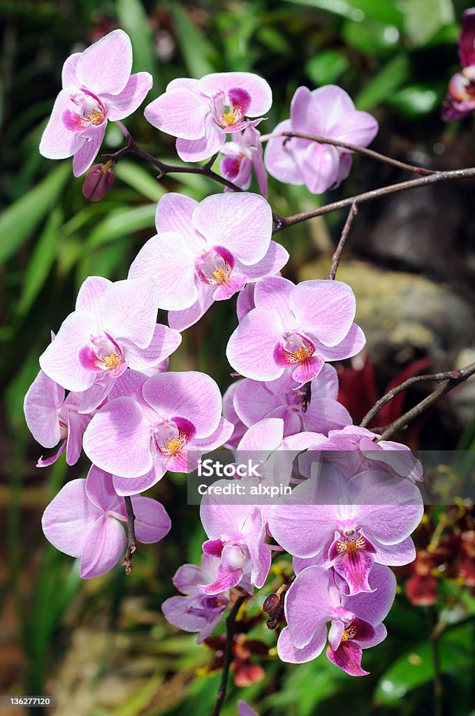 Purple orchid Purple orchid on natural green background Blossom Stock Photo