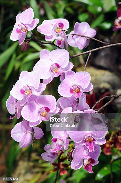 Фиолетовая Орхидея — стоковые фотографии и другие картинки Без людей - Без людей, Вертикальный, Один цветок