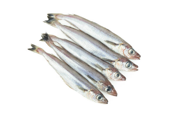 istock Fresh blue whiting. Group of blue whiting on a white background. Copy space.Micromesistius poutassou 1362771796