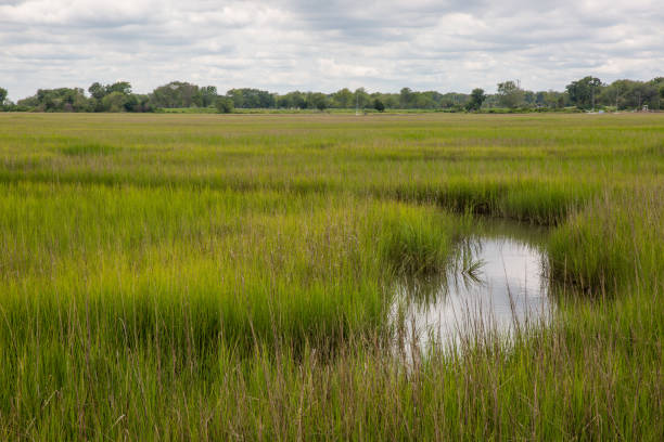 istock Charleston Marsh, South Carolina 1362773174