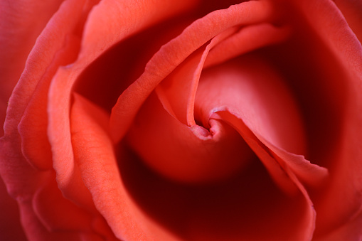 Red rose close up.
