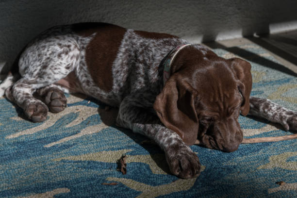 Teething young Shorthair German Pointer puppy with a stick