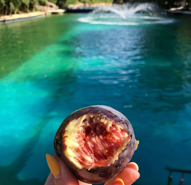 istock fresh fig on background water and fountain 1362776405