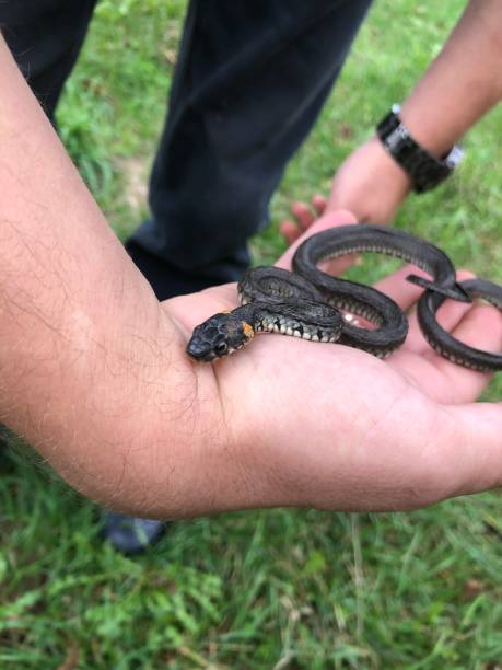istock little snake on the men's hands 1362776524