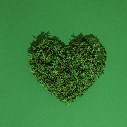 Green moss heart shape on green background. Nature or Love concept. Flat lay.