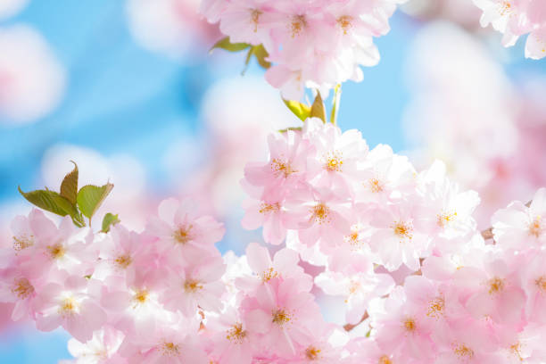 istock Pink Cherry Blossoms and blue sky in springtime 1362781010