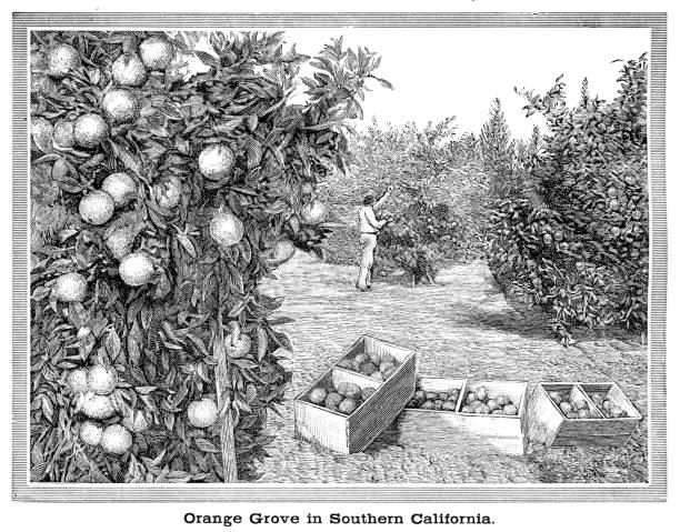 Orange grove in southern California engraving 1867