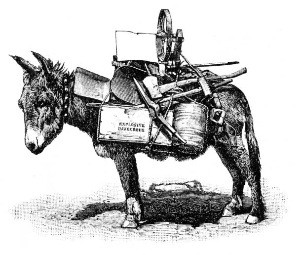 Alpaca engraving 1867 Alpaca engraving 1867 mule stock illustrations