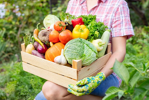 Farmer woman in gloves holding wooden box full of fresh raw vegetables. Basket with vegetable in the hands.