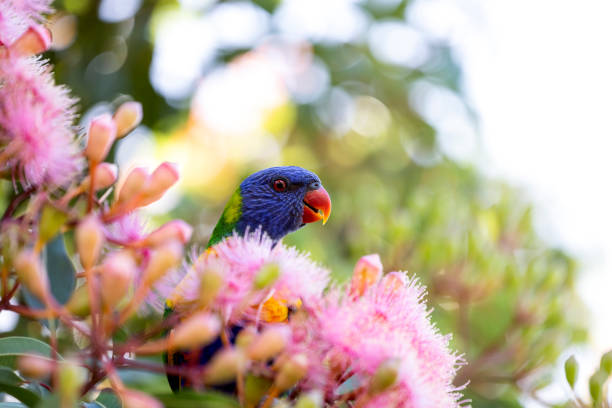 istock Rainbow lorikeet feeding on Gumtree flowers, background with copy sapce 1362786462