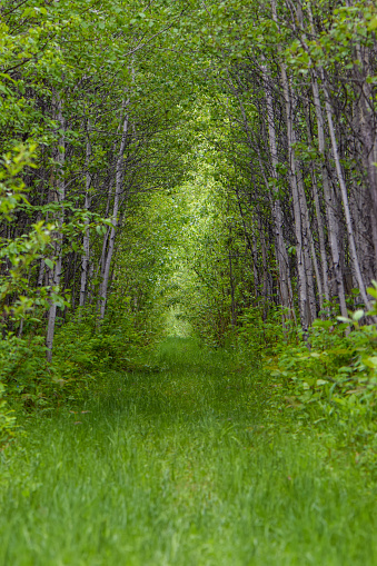 A vertical landscape image of a footpath along a hiking trail in the dense green Canadian Boreal Forest.  There is sunlight through the trees in the distance.