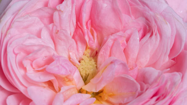 istock luxurious light pink rose. Extreme Flower Close-up. full frame. Blur and selective focus. Banner 1362787491