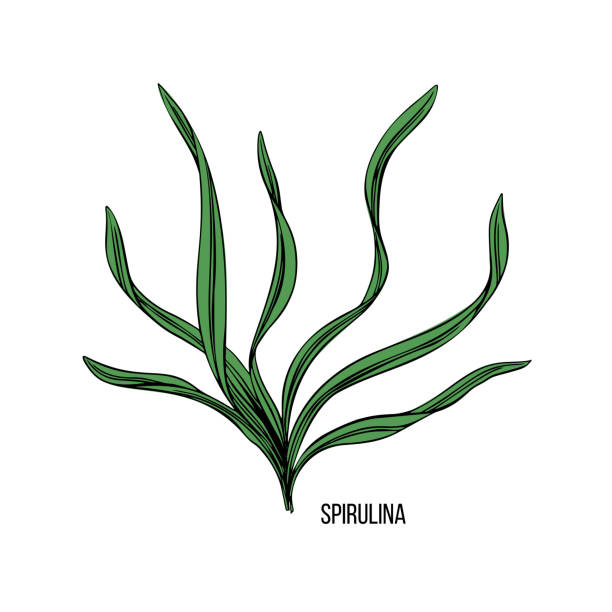 ilustrações, clipart, desenhos animados e ícones de algas - espirulina. algas comestíveis verdes e vermelhas. esboço de tinta de linha preta em um fundo branco. ilustração desenhada à mão do vetor. - spirulina bacterium seaweed food clipping path