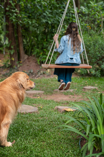 golden retriever dog looking at young woman from the back on the swing outside