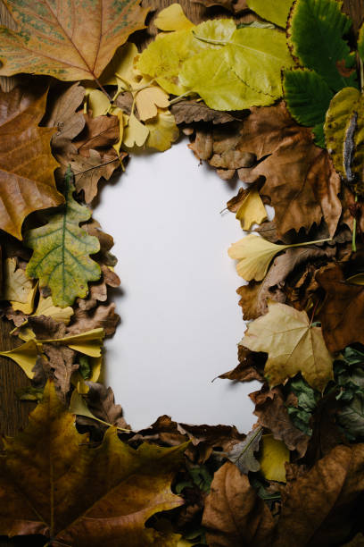 istock Autumn leaves on white background 1362788756