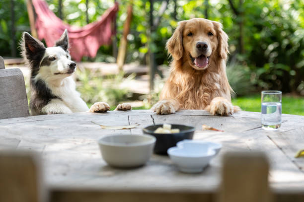 istock hungry dogs leaning on the dining table in the backyard 1362788816