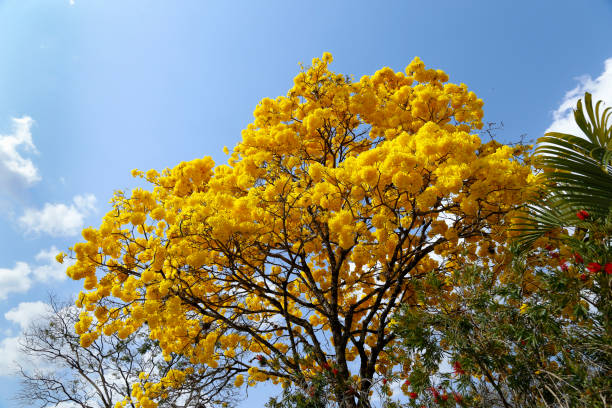 istock yellow ipe bloom detail with blue sky 1362789070