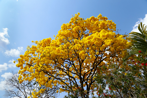 Bloom detail in yellow ipe tree with bright blue sky