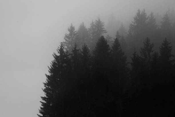 istock the forest in black and white in the mist 1362789165