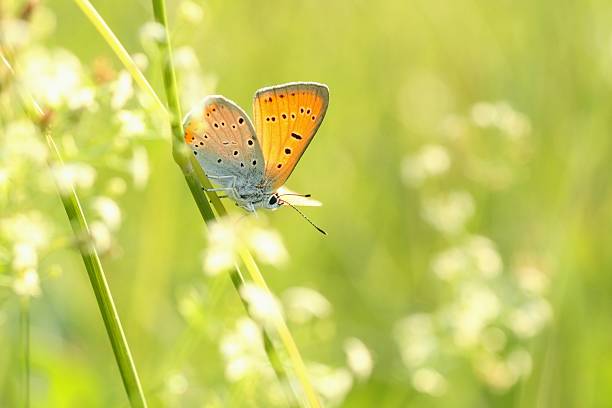istock Closeup of a butterfly 136278966