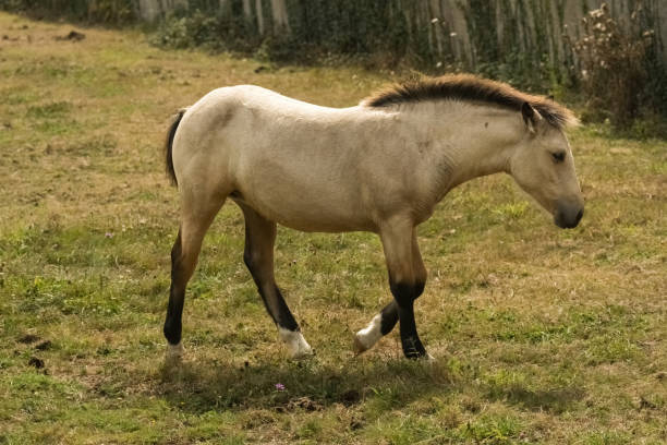 istock Young foal trotting in a pasture. 1362790116