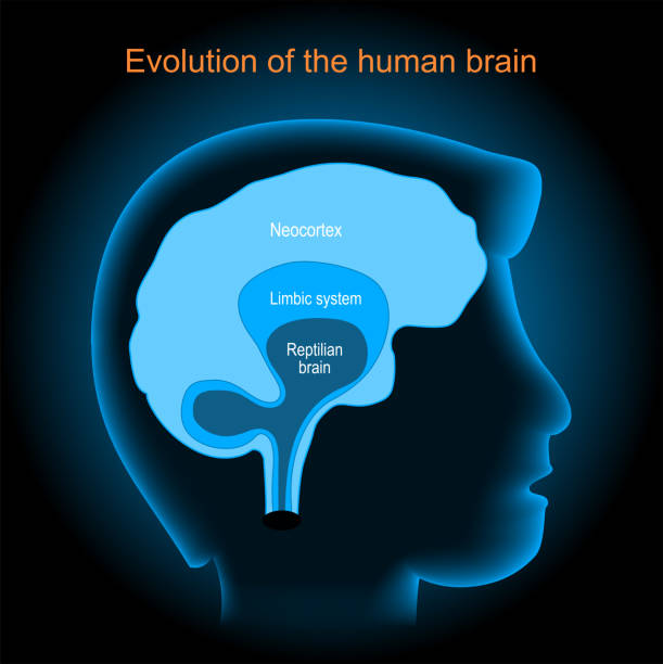 Brain evolution. Neocortex, Reptilian brain, and Limbic system Brain evolution. Neocortex, Reptilian brain, and Limbic system. Human's head with brain on dark background. Vector poster brain stem stock illustrations