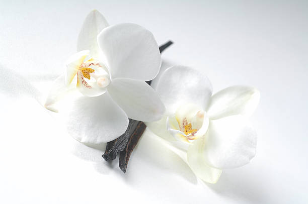 Vanilla beans and flowers isolated on a white background stock photo