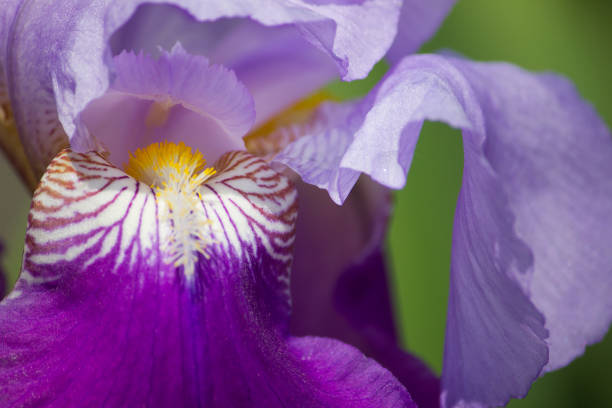 istock Beautiful Purple Violet Iris on yellow green background 1362794333