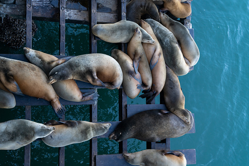 Seal lions resting at the dock in the Santa Cruz Wharf