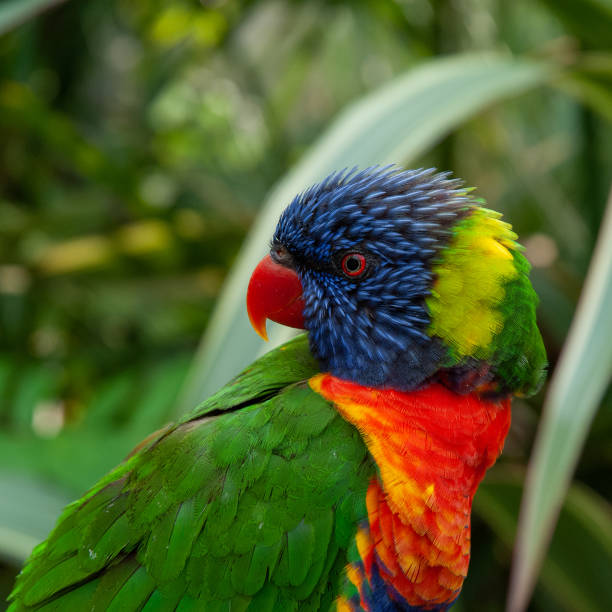 Close up of the Australian rainbow lorikeet. A very vibrant small bird commonly found in Southern Australia.