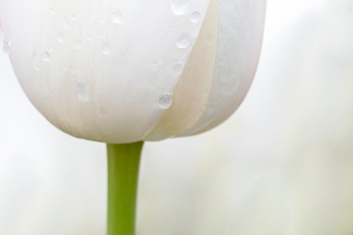 Base of a beautiful white tulip with dew drops
