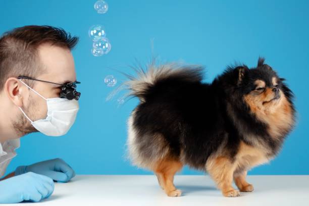Veterinarian doctor looks at pomeranian spitz dog fart. Gas and indigestion. Wrong dog food, the cause of poisoning, diseases and constipation. Pets diet. stock photo