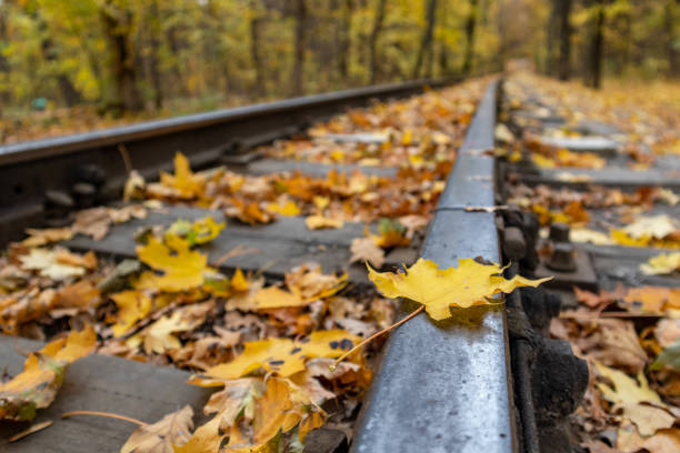 istock Railway line close-up, yellow leaves autumn forest 1362801837