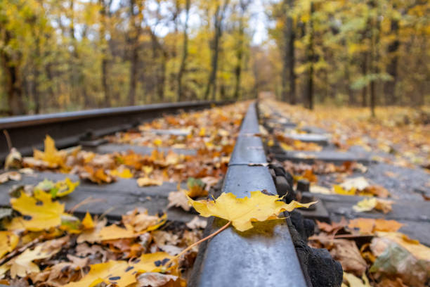 istock Railway line close-up, yellow leaf in autumn forest 1362801870