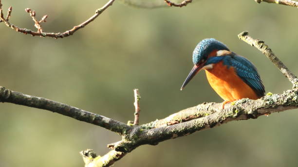 istock Kingfisher fishing 1362802385