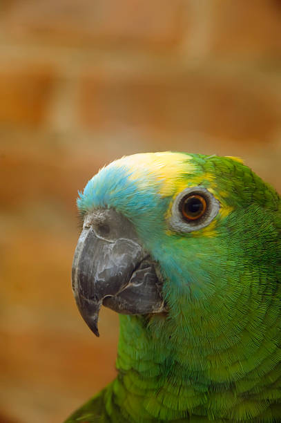istock Portrait of blue-fronted Amazon parrot (scientific name: Amazona aestiva) 136280760