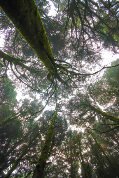 istock Forest bottom view in the autumn. Amazing Forest covered with mist 1362809075