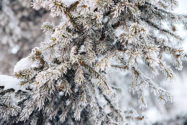 istock The branches and needles of a coniferous tree are covered with frost. 1362809471